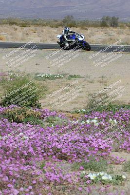 media/Feb-04-2023-SoCal Trackdays (Sat) [[8a776bf2c3]]/Turn 15 Inside Blooming (1050am)/